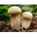 Мицелий Белого гриба березового (Boletus betulicola)